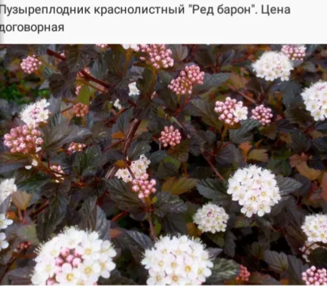 Продам  королевские  герани,ангелы,плющелистные, зональные.