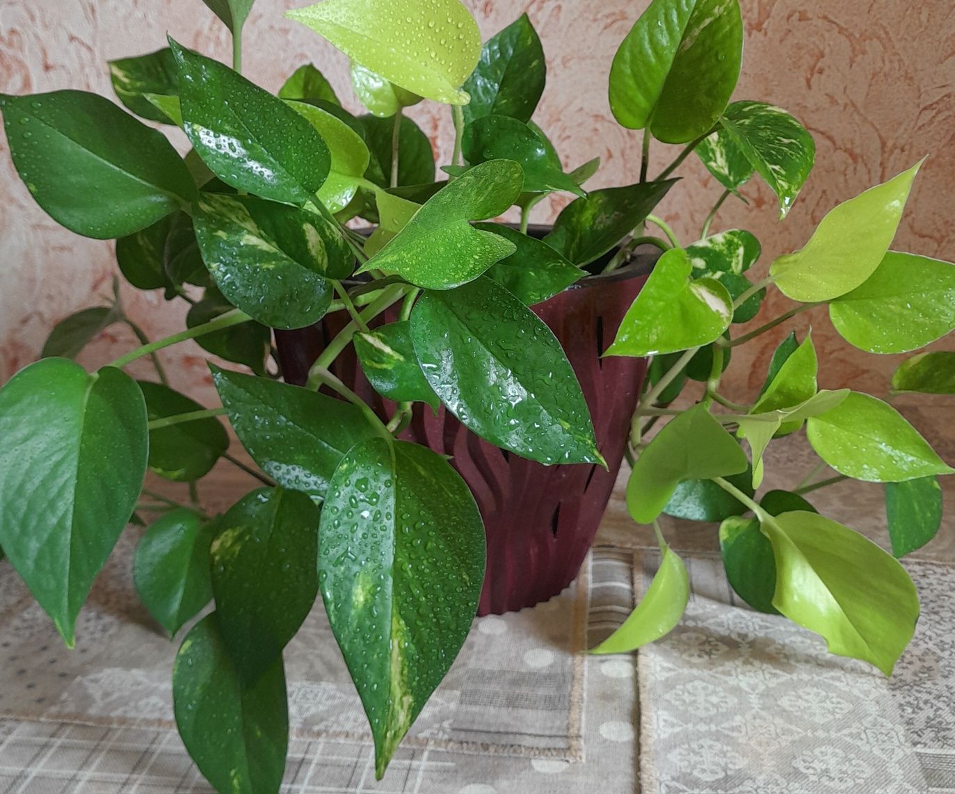 Продам комнатные цветы