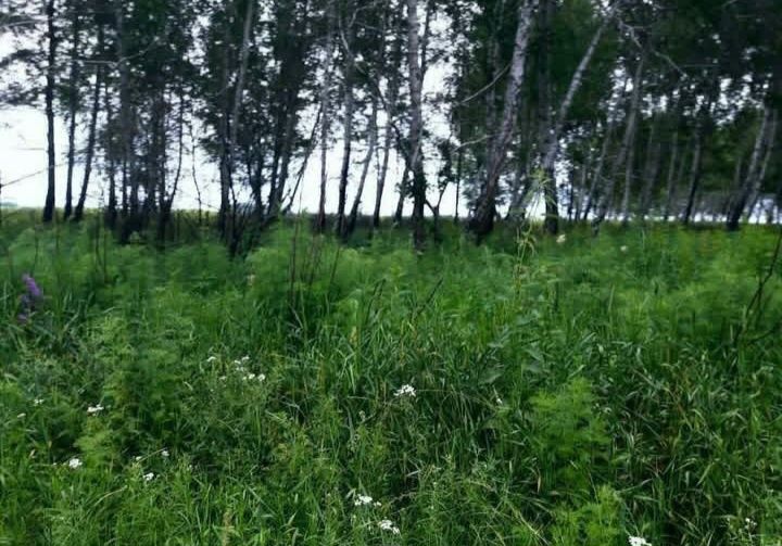 Фазенда, Ферма, Откорм площадка