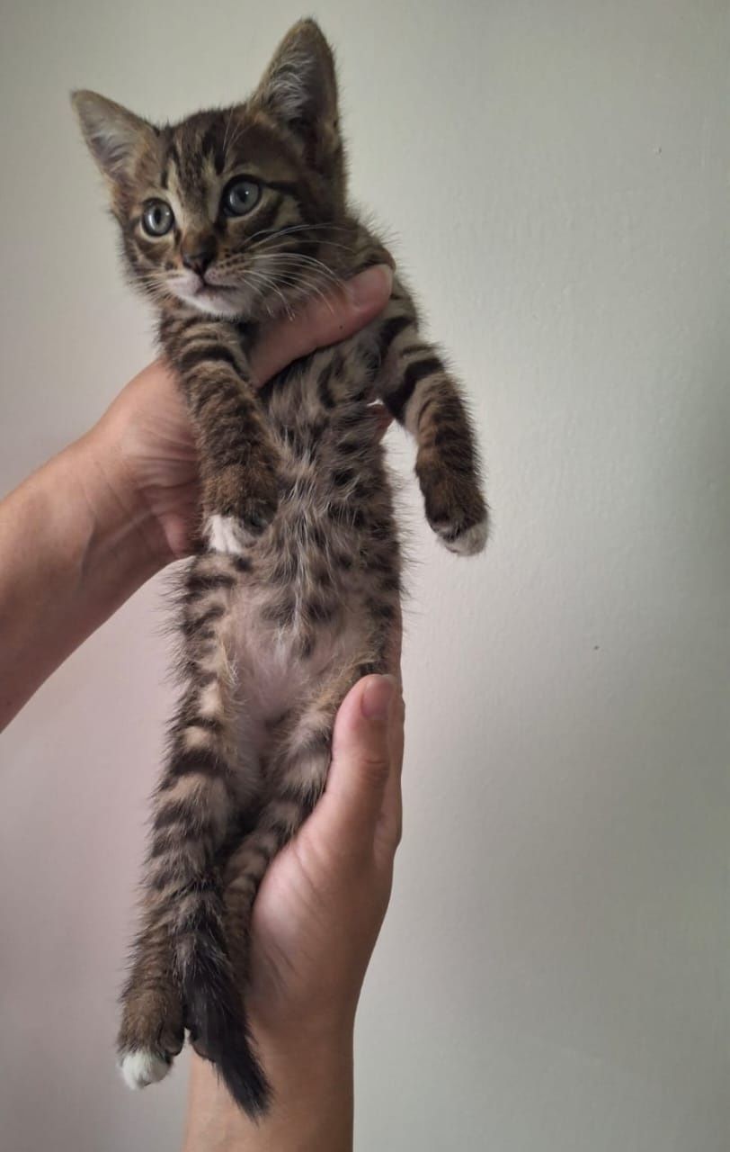 Отдам котёнка в добрые руки