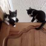 Отдам котят в добрые руки 2кошечки и кот.