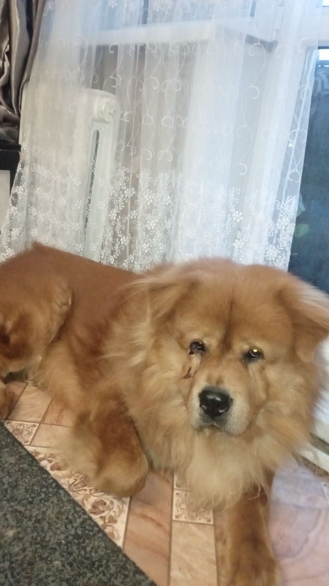 Собака бесплатно