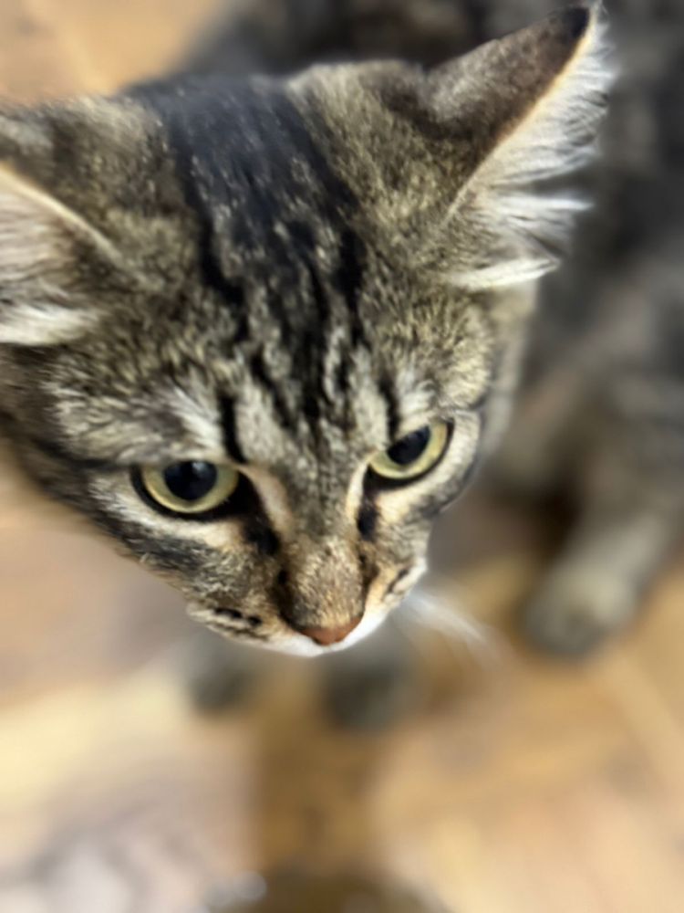 Отдадим котенка в добрые руки