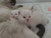 Отдам сиамских котят в добрые