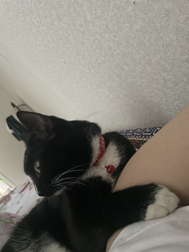 Отдам кота хорошие руки