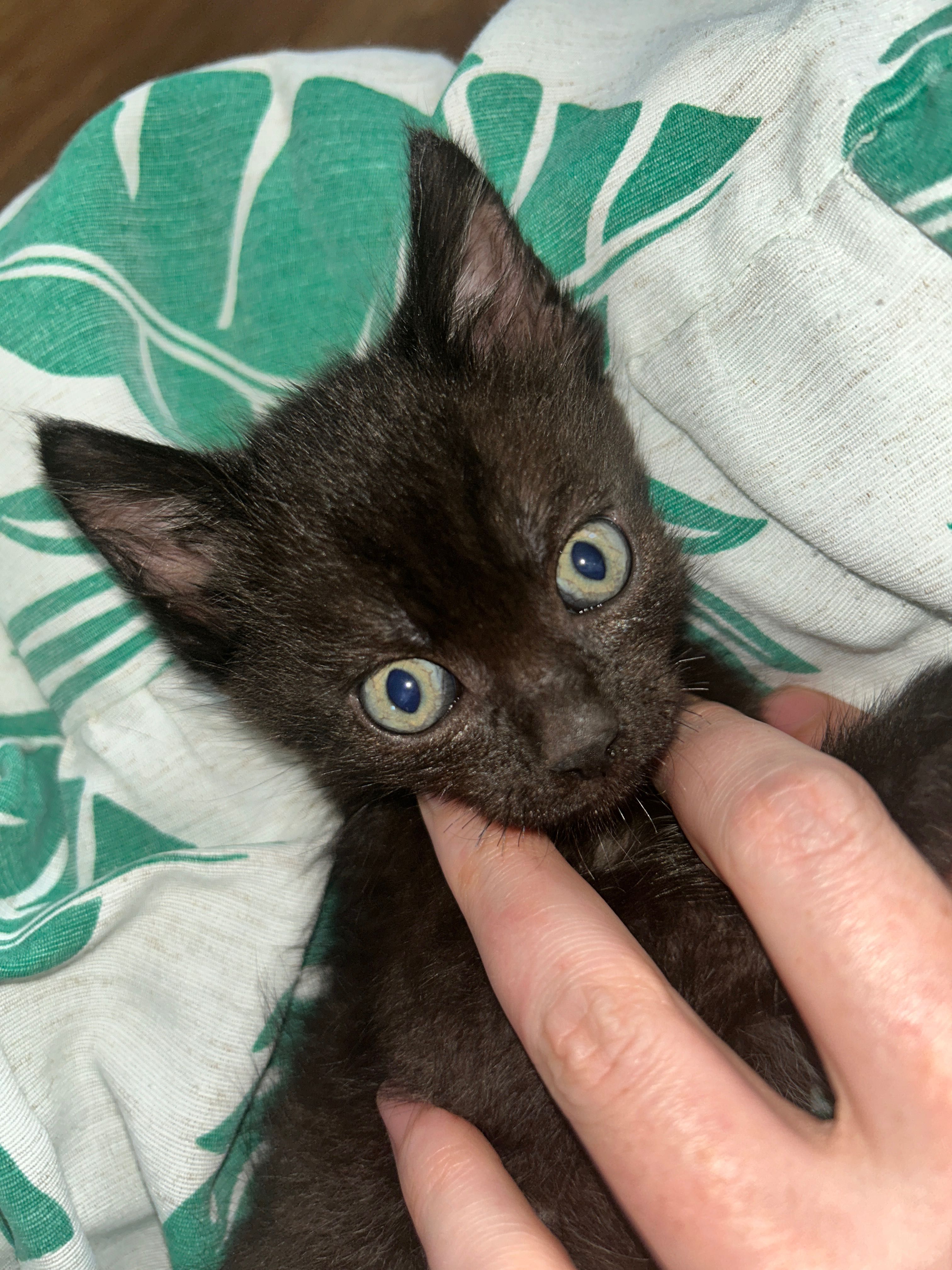 Котята мальчик котенок 2 месяца в добрые руки БЕСПЛАТНО