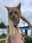 Отдам котенка в добрые руки