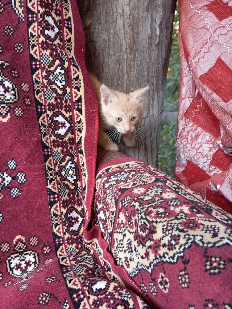 Отдам котят добрым людям
