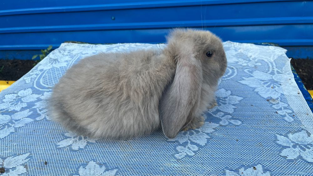 Кролики французакий баран