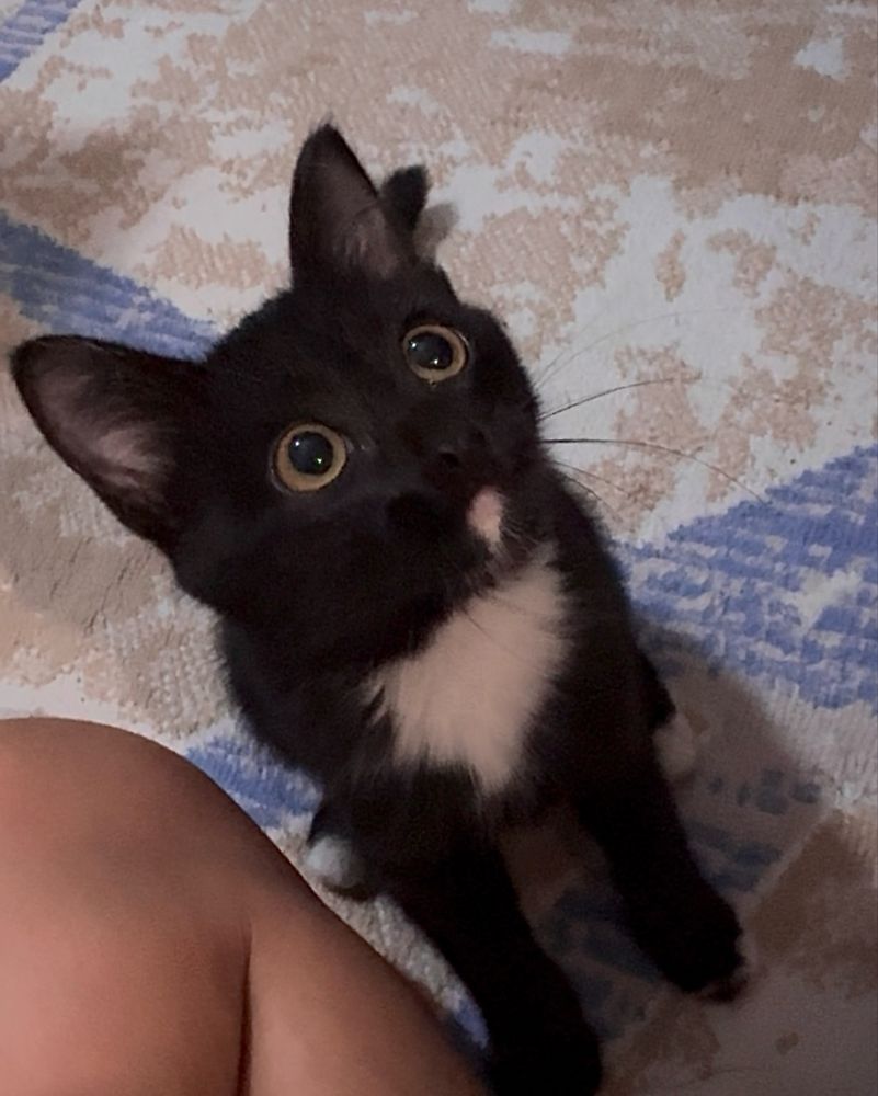 Котенок 2 месяца