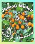 Продаётся лимон Мейера