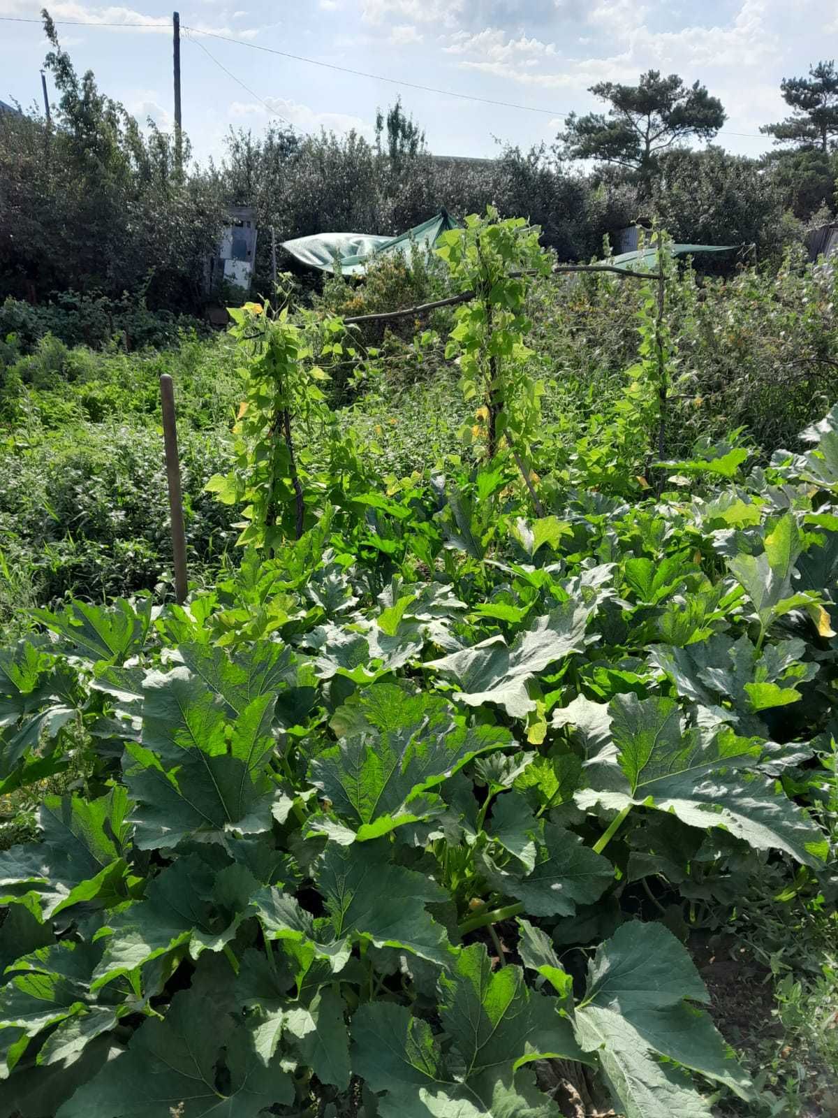 Продам дачу в обществе Парус