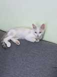 Отдам котёнка в хорошие руки