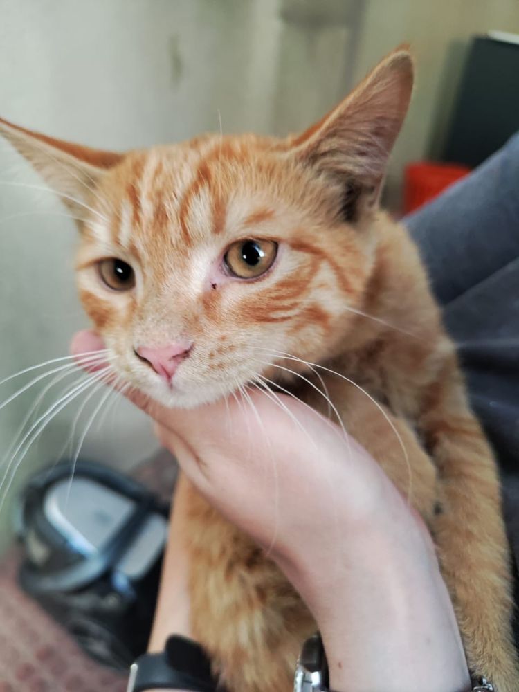 Котик  с доставкой