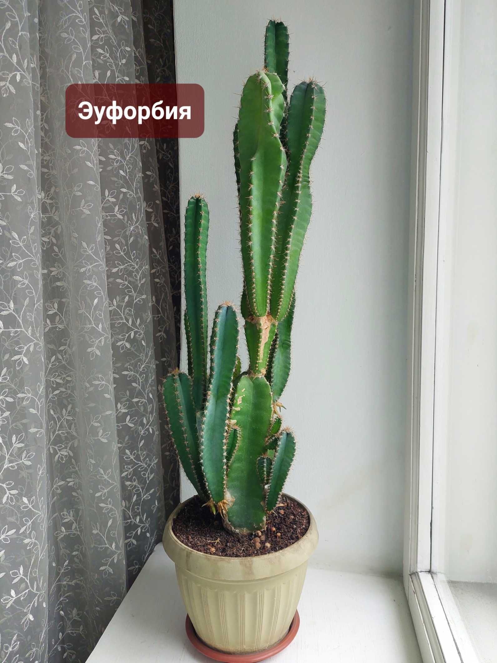 Комнатные цветы: сансевиерия, эуфорбия, замиокулькас, дримиопсис