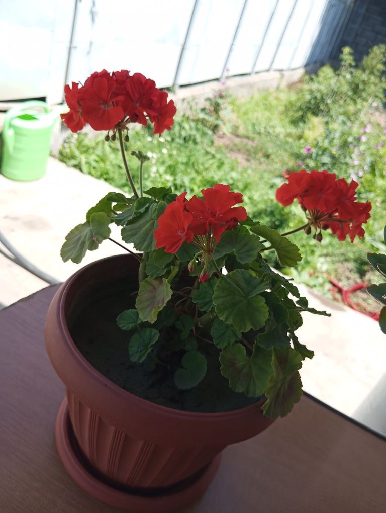 Продам комнатные цветы