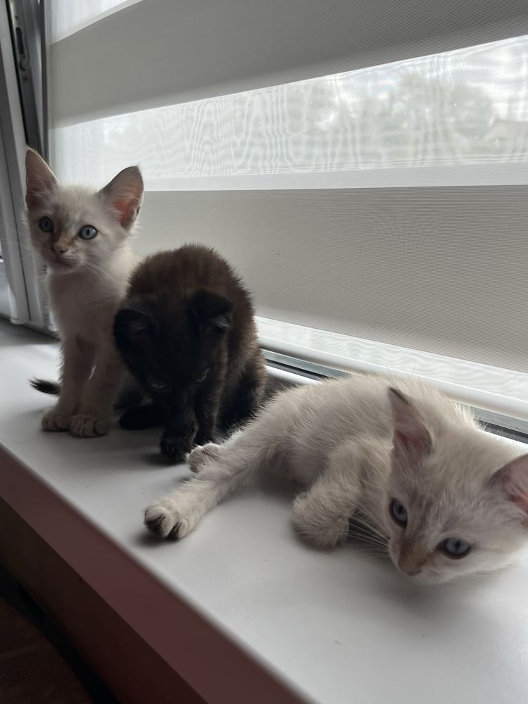 Котята в добрые руки