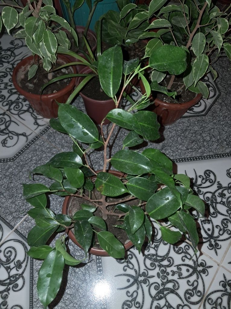 Замиокулькасы Долларовое