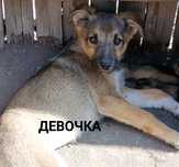 Замечательные щенки ищут дом