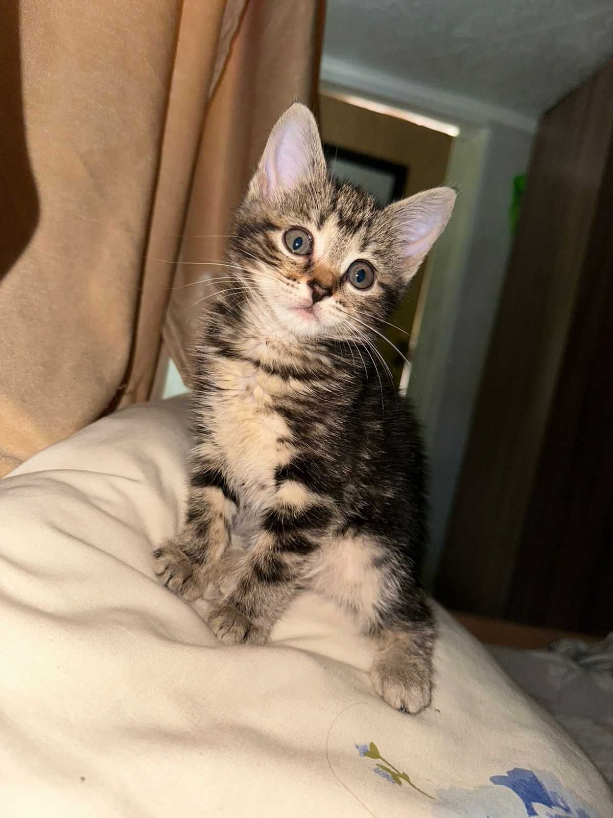Котята бесплатно