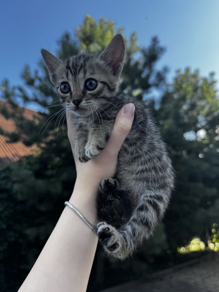 продам котят в добрые руки
