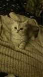 Шотландский котенок