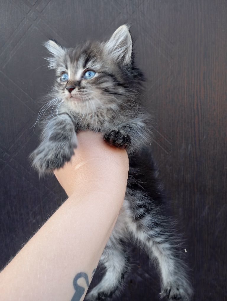 Отдам котят бесплатно