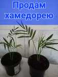 Продам комнатные цветы