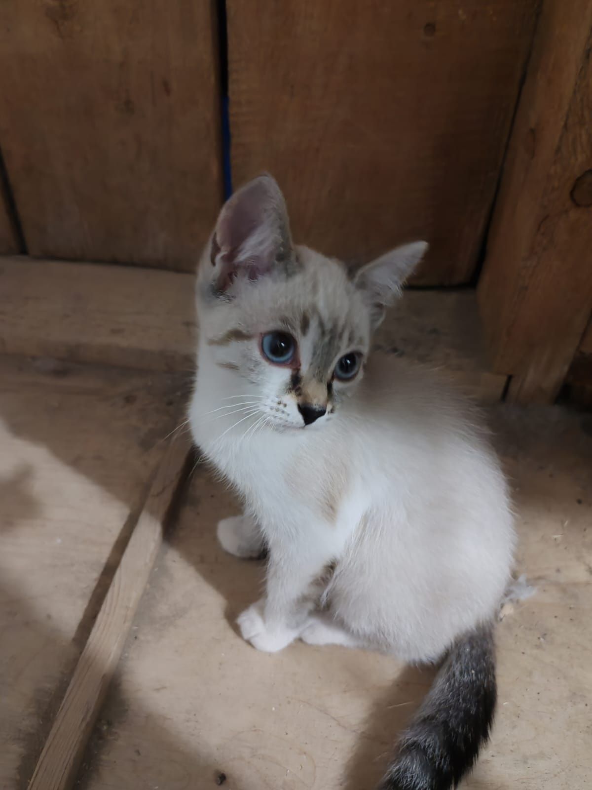 Котятки ищут дом!