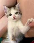 Отдам котенка в добрые руки