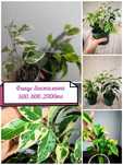 Калате Шефлера фикус герань алое