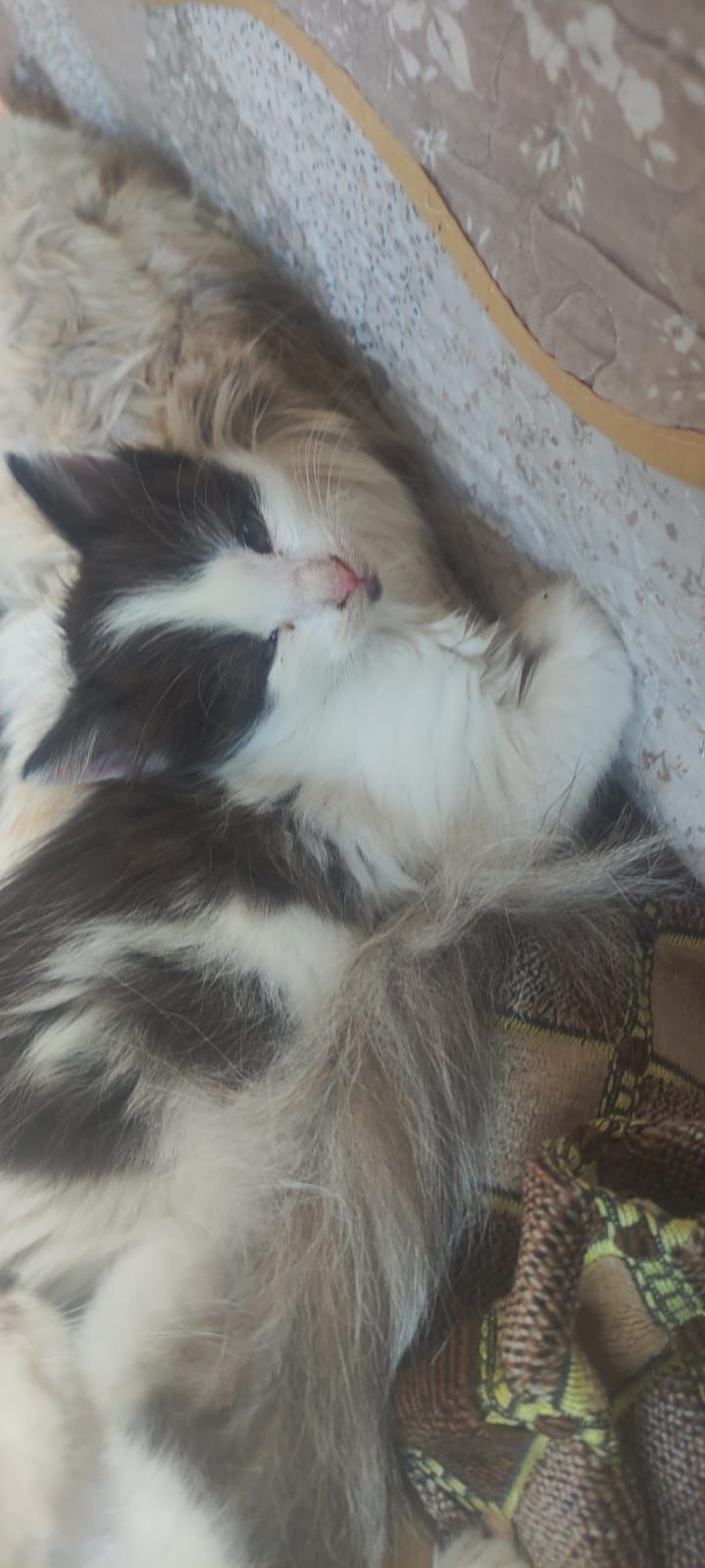 ДАРЮ КОТЯТ, Бесплатно, Крысыловы