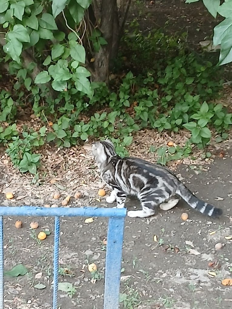Котенок в добрые руки