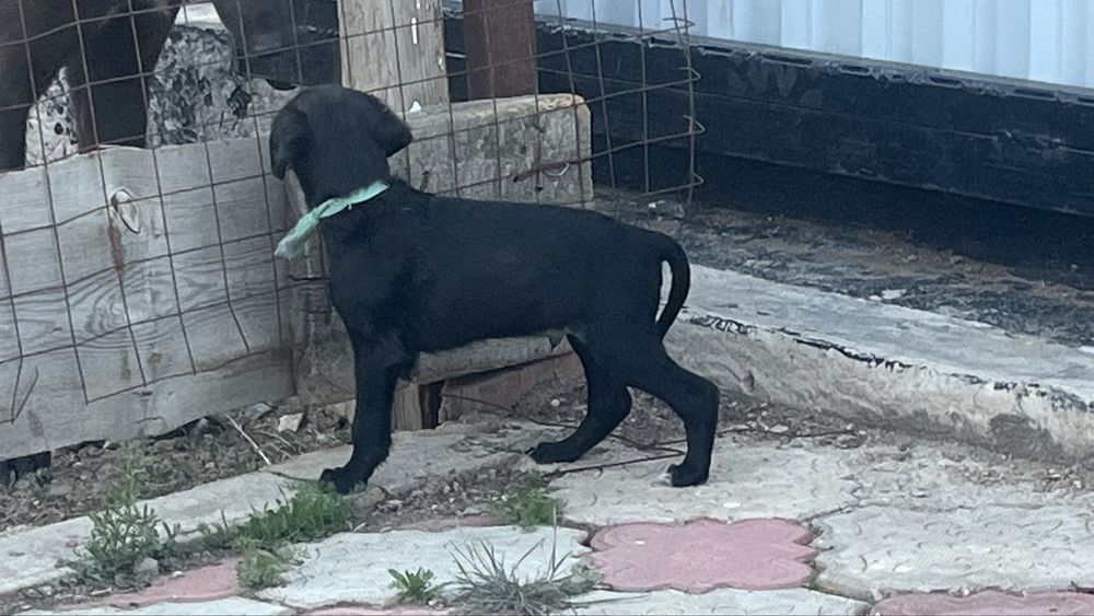 Тазының күшігі сатылады