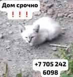 Котенку срочно нужен дом!