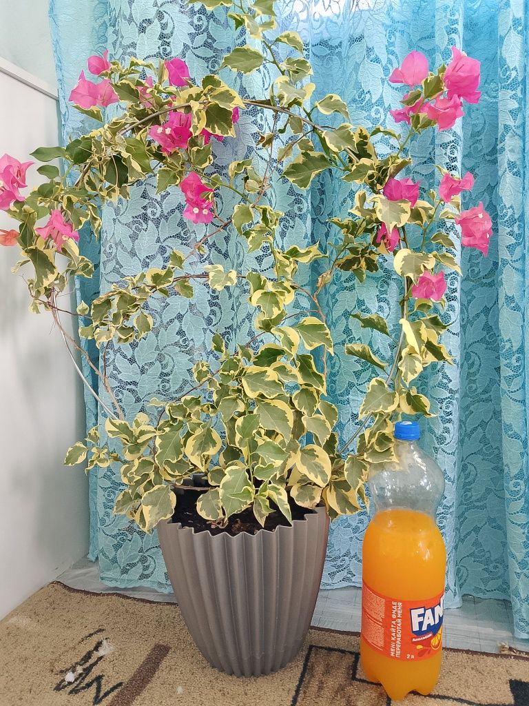 Комнатные растения