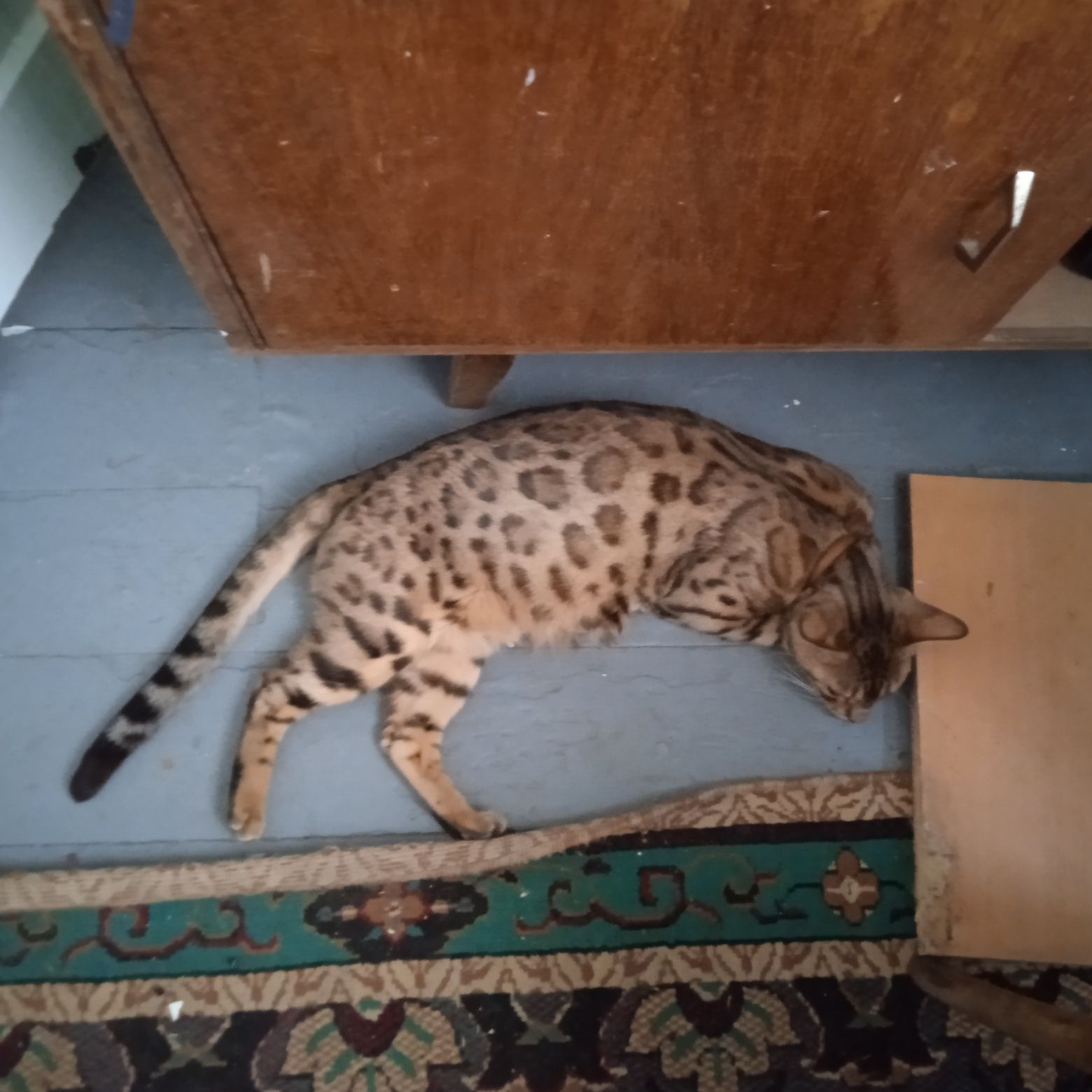 Отдам котят в хорошие руки