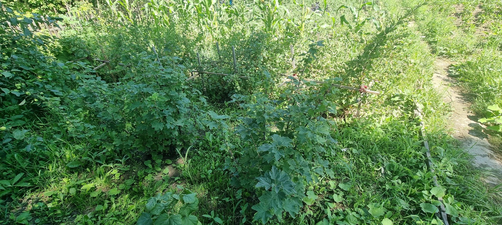 Продам дачу .Сад Здоровье.