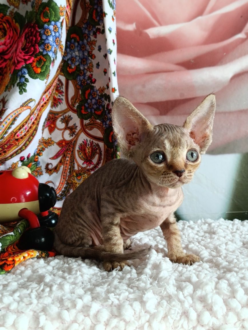 Котята Девон Рекс.
