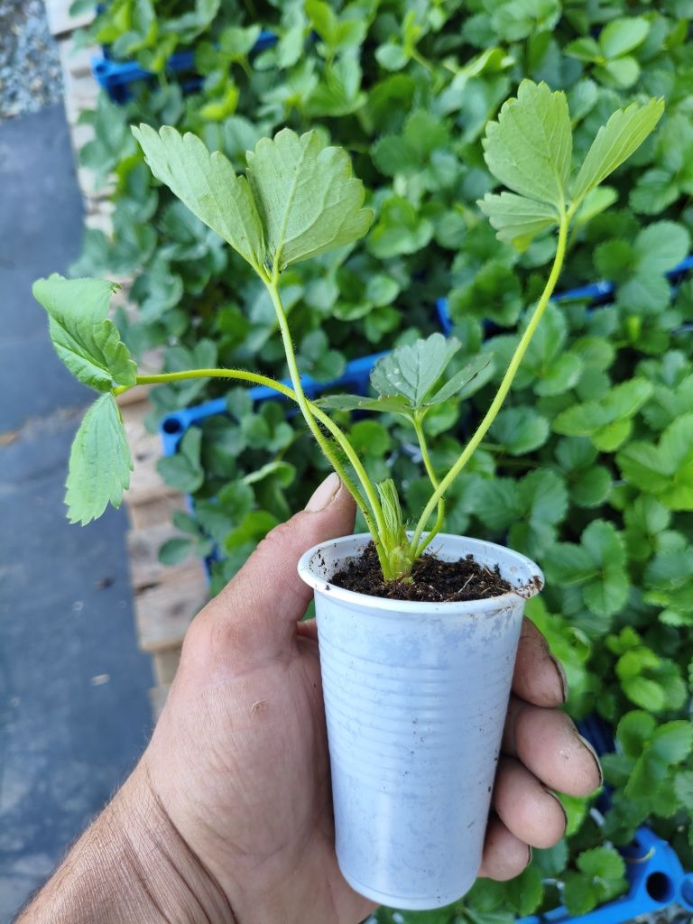 Продам саженцы многоразовой клубники , сорт мурано и сорт кабрилло
