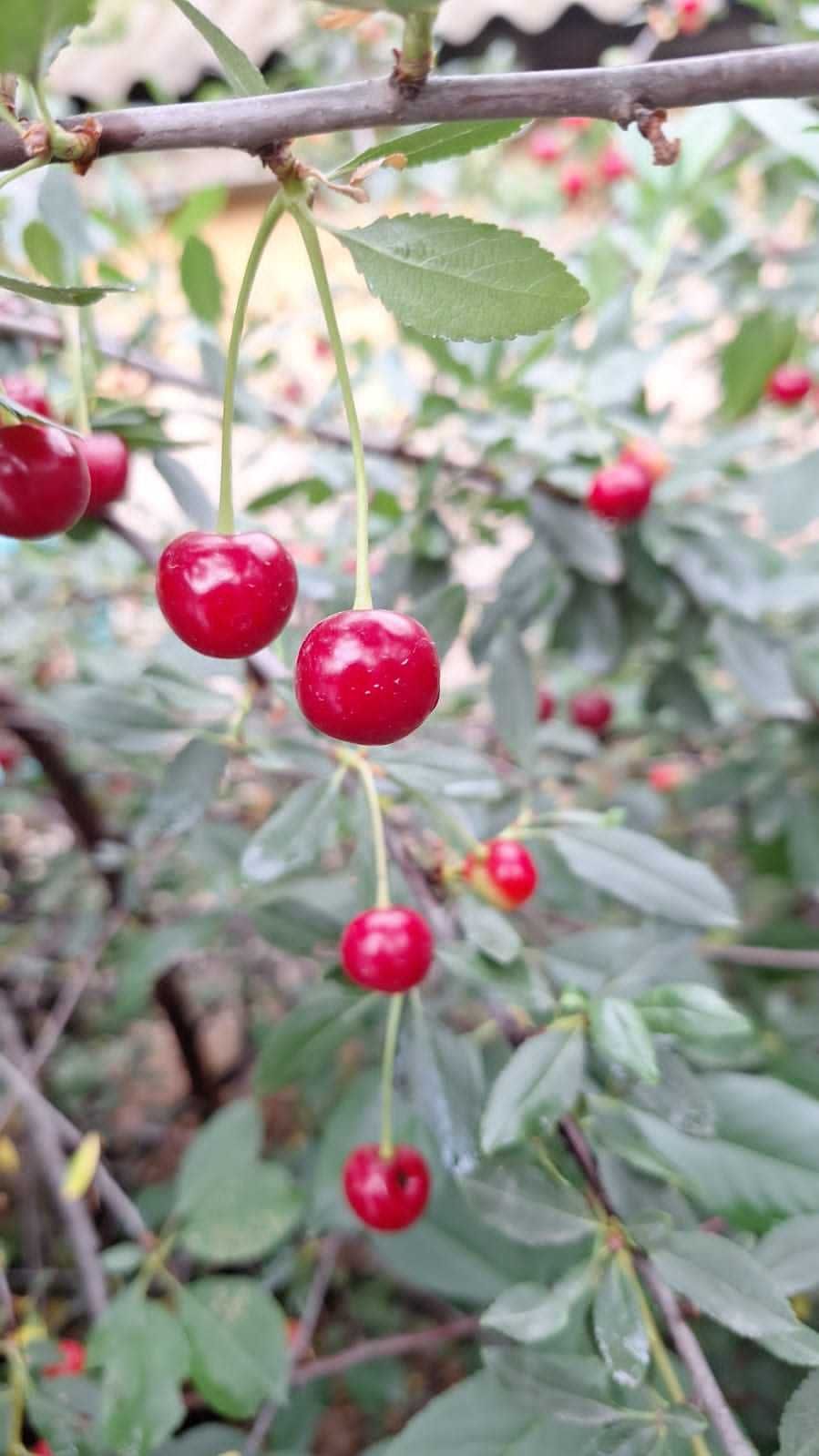 Продам вишню 1200