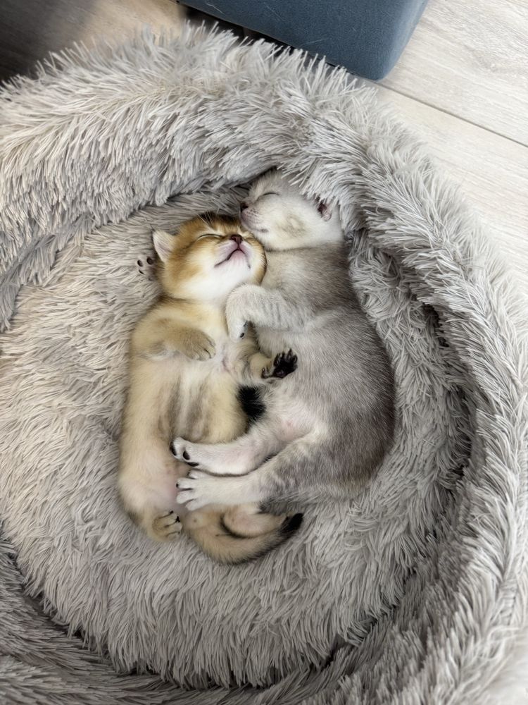 Чистокровные Котята Шиншиллы