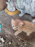 Отдам котят хороших