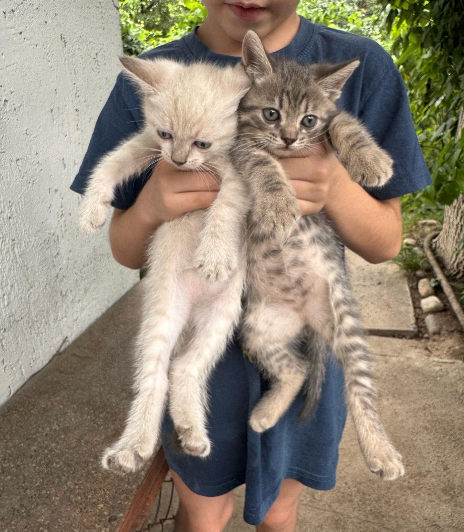 Отдам котят в надёжные  руки.