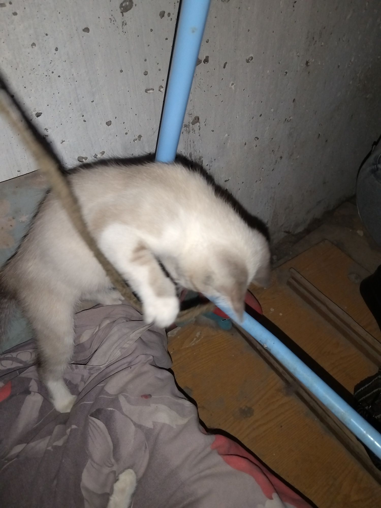 Отдам кошечку ответственным людям!