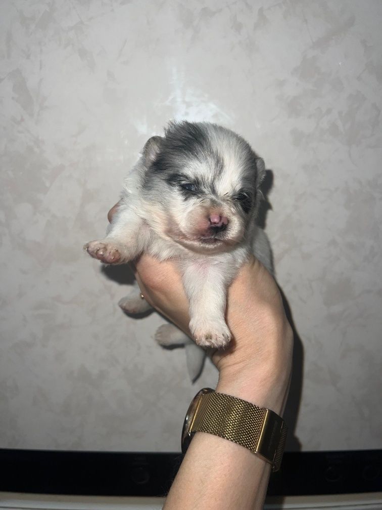 Померанский Шпиц