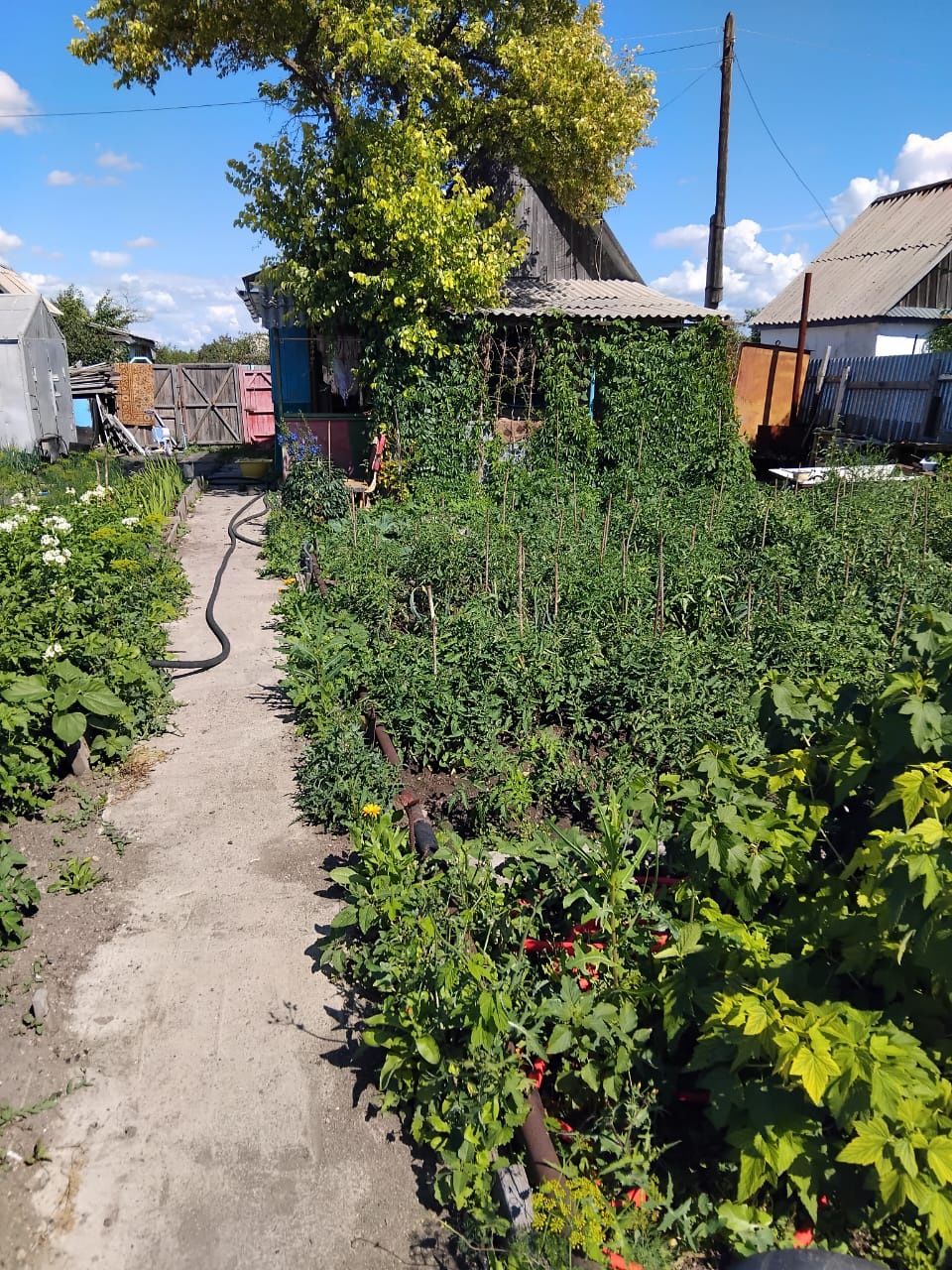 Продам Дачу с урожаем