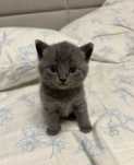 Британский котенок мальчик