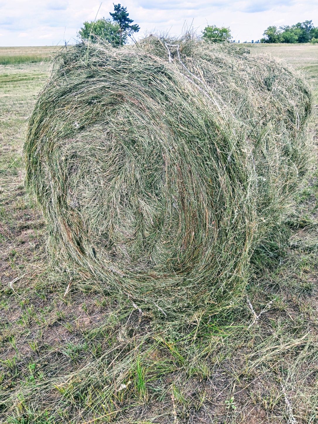 Продам сено разнотравье рулоны пр 150