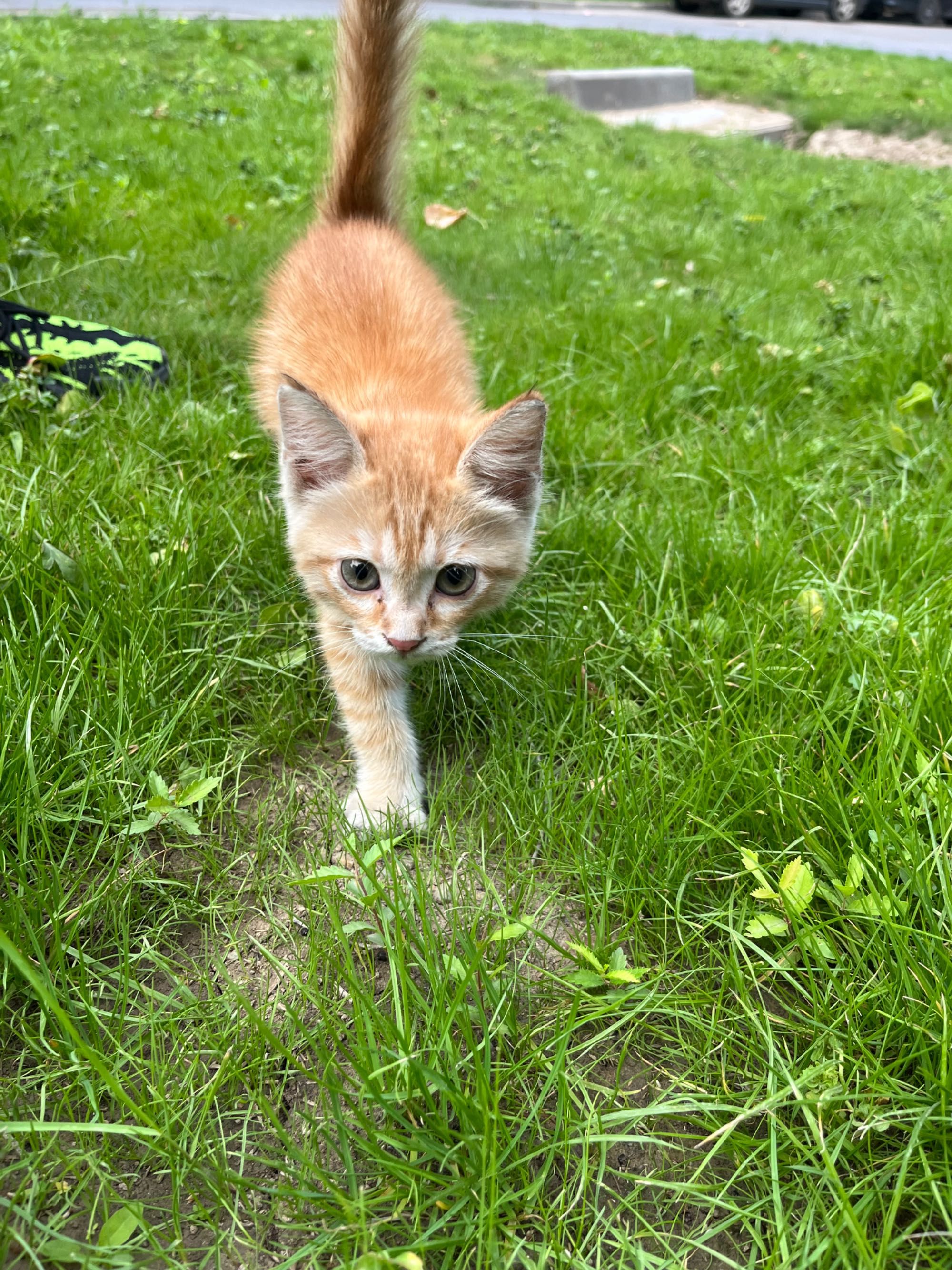 Котенок, мальчик, срочно